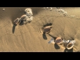 Shells on Beach 1 977